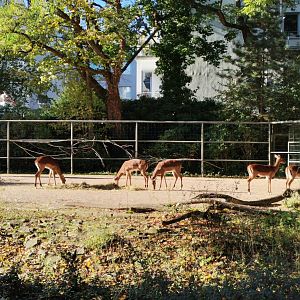 "Urban Jungle" at Cologne,  Reticulated Giraffe/Common Impala