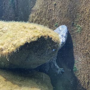 Chinese Giant Salamander
