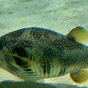 Whitespotted Pufferfish