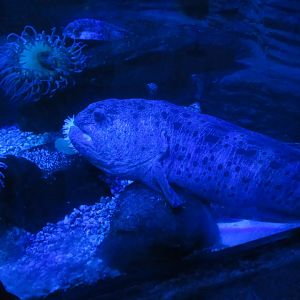 Atlantic Wolffish