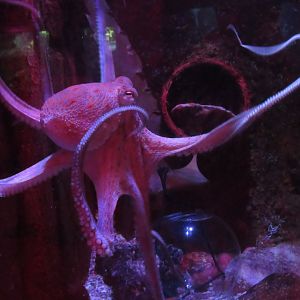 Common Octopus