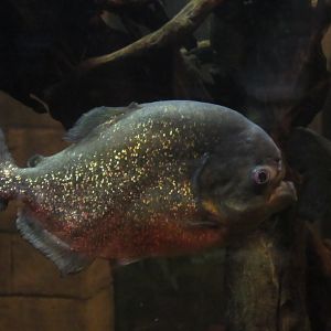 Red-Bellied Piranha