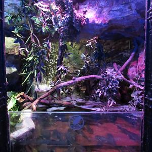 Tropical Freshwater Tank