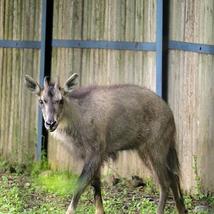 Long-tailed Goral