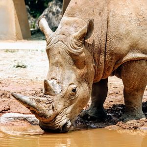 White Rhinoceros