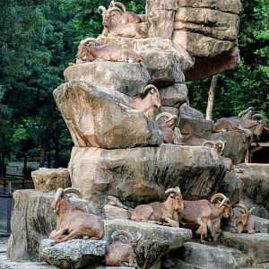 Barbary Sheep (Aoudad) habitat