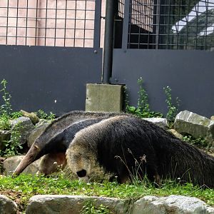 Giant Anteater