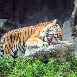 Siberian Tiger feeding