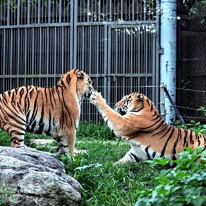 SIberian Tigers - with a quarrel