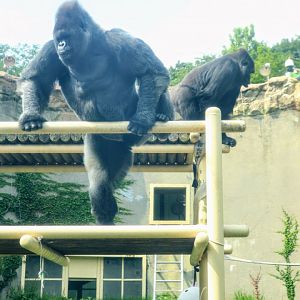 Western Lowland Gorillas