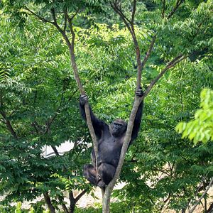 Western Lowland Gorilla