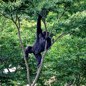 Western Lowland Gorilla