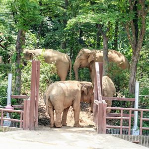 Elephant Forest in the Asian Elephant Habitat