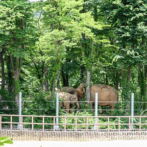 Elephant Forest in the Asian Elephant Habitat
