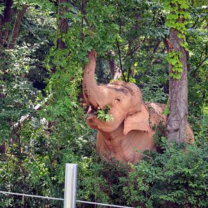 Elephant Forest in the Asian Elephant Habitat