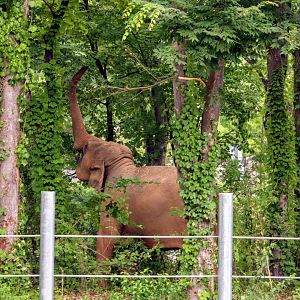 Elephant Forest in the Asian Elephant Habitat