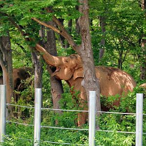 Elephant Forest in the Asian Elephant Habitat