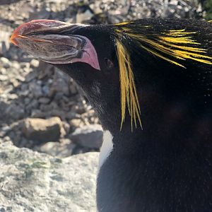 Macaroni penguin