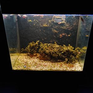Small aquarium for shrimp