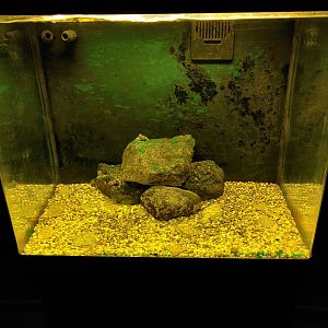 Small aquarium for young flatfish
