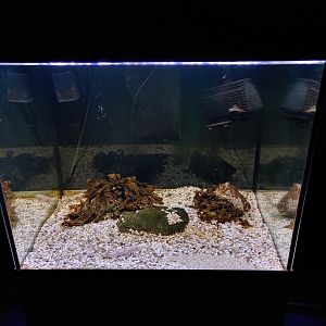 Small aquarium for young sharks