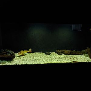 Aquarium for multiple fish species