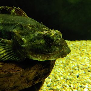 Shorthorn sculpin