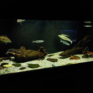 Aquarium for multiple fish species