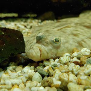 European flounder