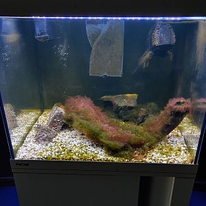 Small aquarium for shore crab