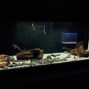Aquarium for young sharks