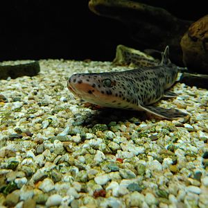 Small-spotted catshark
