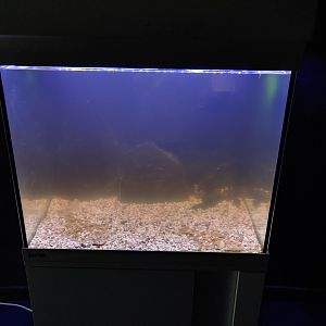 Small aquarium for European flounder