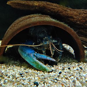 European lobster in its aquarium