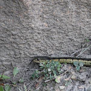 Common Garter Snake (Thamnophis sirtalis)