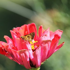 Peck's skipper on a flower