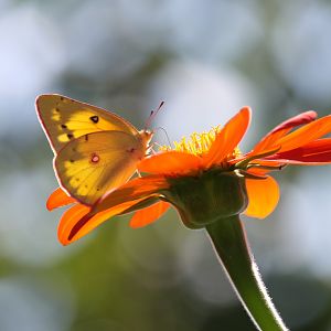 Orange sulfur on a Mexican Sunflower