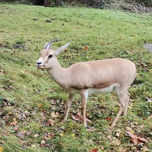 Slender-horned Gazelle