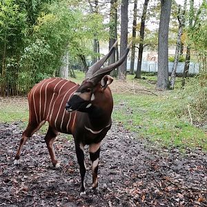 Eastern Bongo