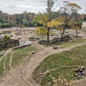 Asiatic Elephant yard