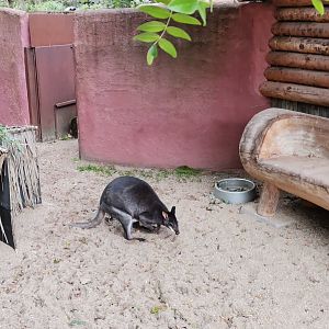 Dusky Pademelon