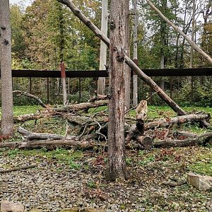 Barbary Macaques exhibit