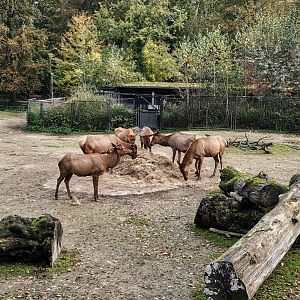 Rocky Mountain Wapiti