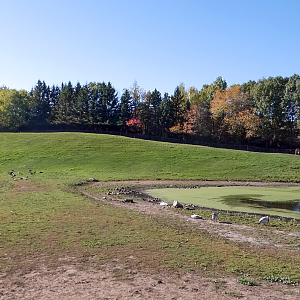 Oct. 2021 - Northern Trail - Asian Wild Horse/Bactrian Camel Exhibit (Rotate)
