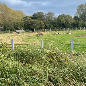 Rhino in lower paddock