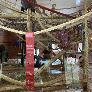 New gorillas climbing frames