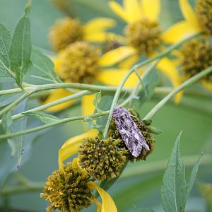 Ctenoplusia moth (ID needed)