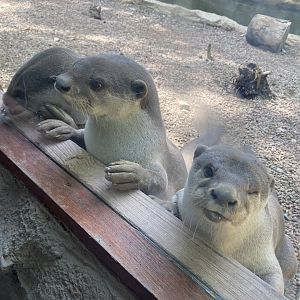 Indochinese smooth-coated otters 010621