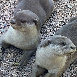 Indochinese smooth-coated otters 010621