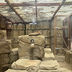 Arabian sand cat enclosure 010621